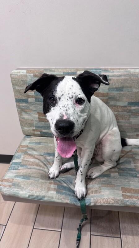 Enlarge Rizzo, a Adoptable Australian Cattle Dog / Blue Heeler in Austin, TX image 3/6