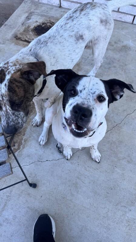 Enlarge Rizzo, a Adoptable Australian Cattle Dog / Blue Heeler in Austin, TX image 4/6