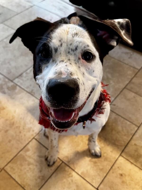 Enlarge Rizzo, a Adoptable Australian Cattle Dog / Blue Heeler in Austin, TX image 5/6