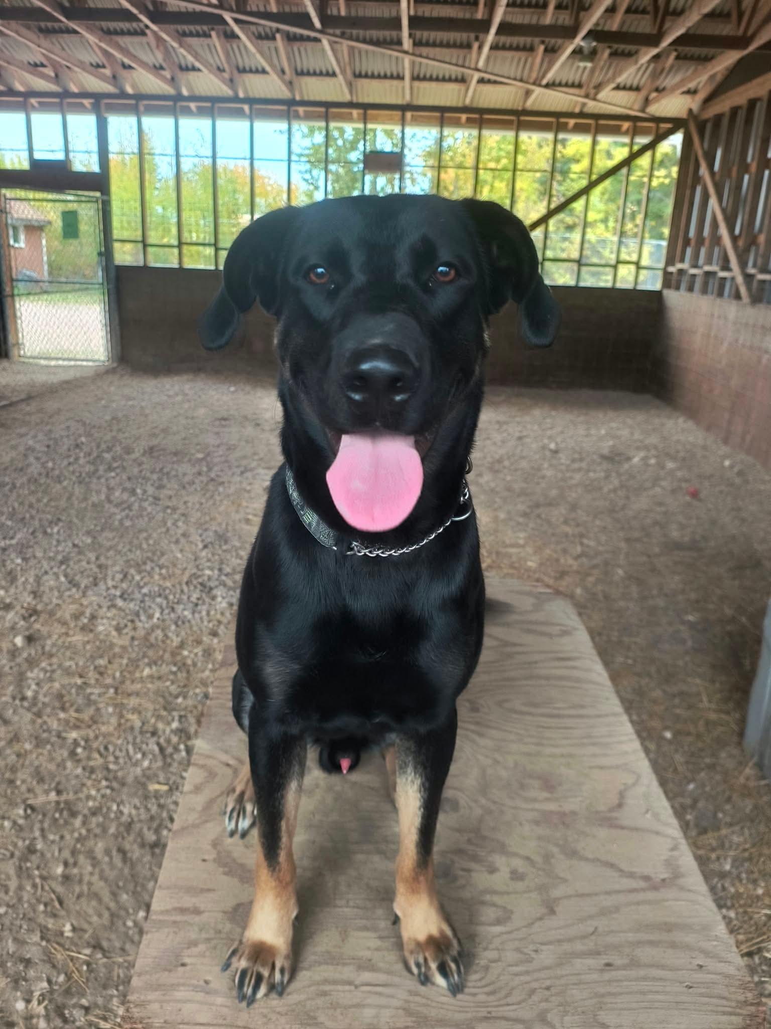 Romeo, Adoptable, Adult Male Rottweiler & Black Labrador Retriever.