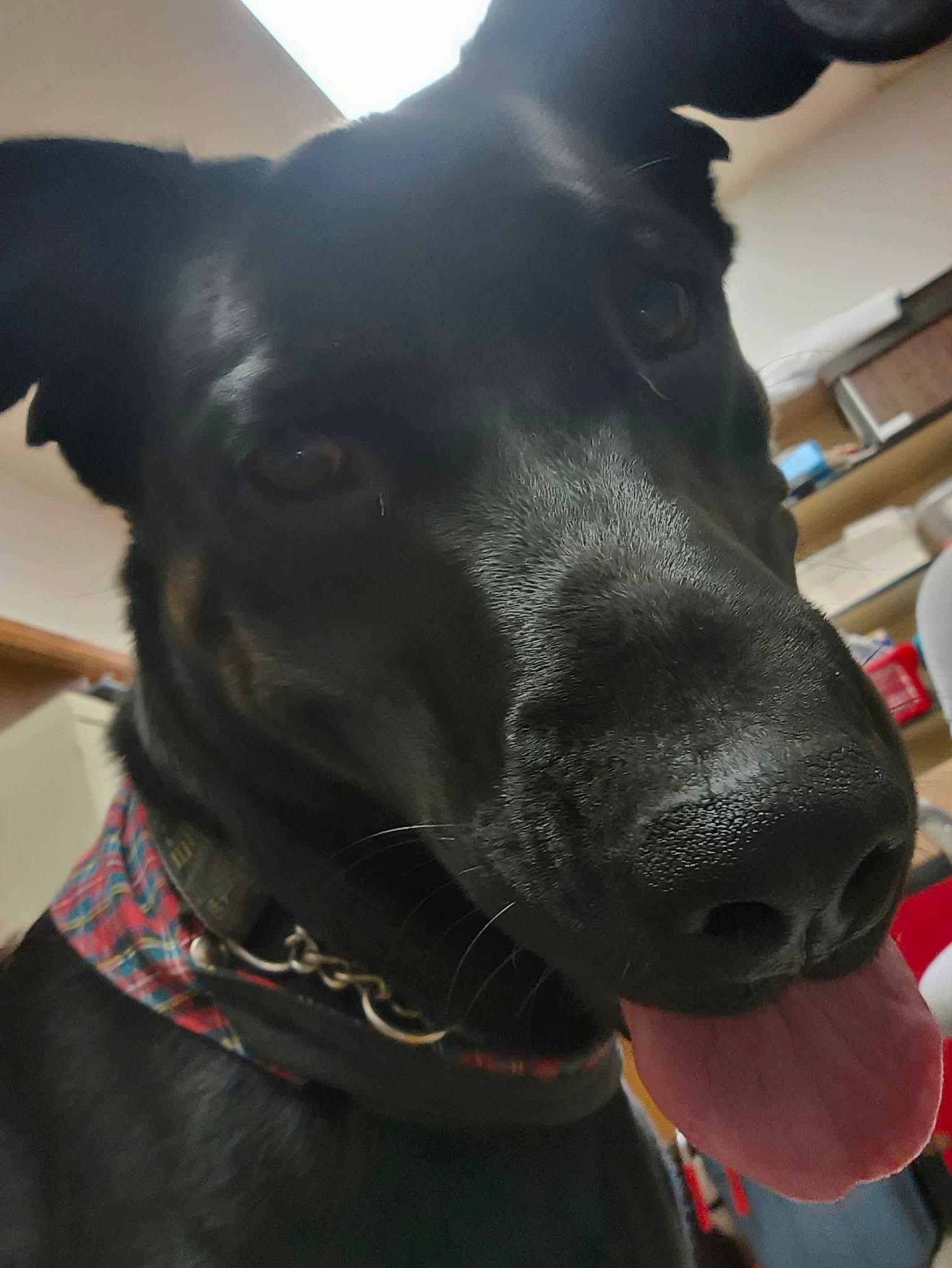 Enlarge Romeo, a Adoptable mixed breed in Fort Smith, NT image 4/4