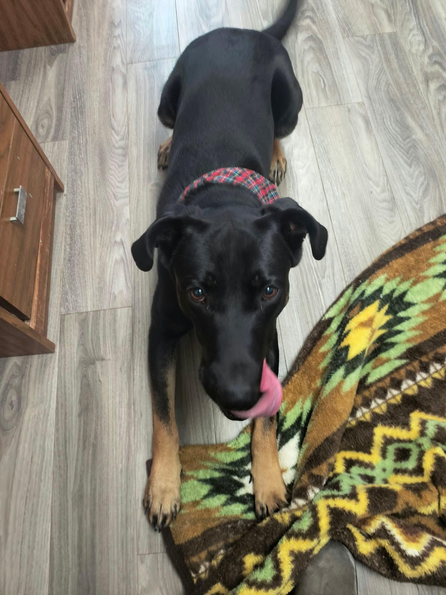 Enlarge Romeo, a Adoptable mixed breed in Fort Smith, NT image 2/4