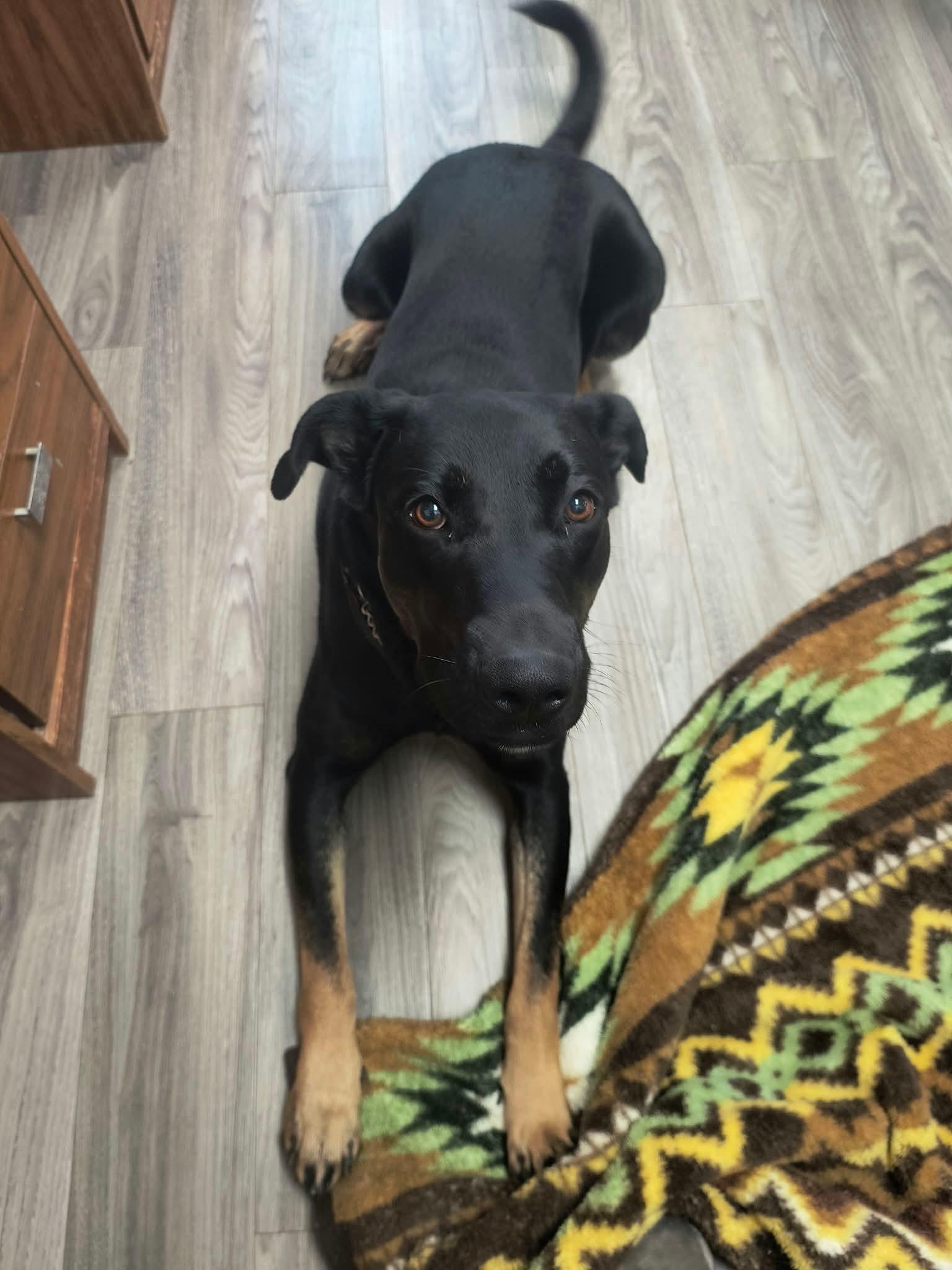 Enlarge Romeo, a Adoptable mixed breed in Fort Smith, NT image 3/4