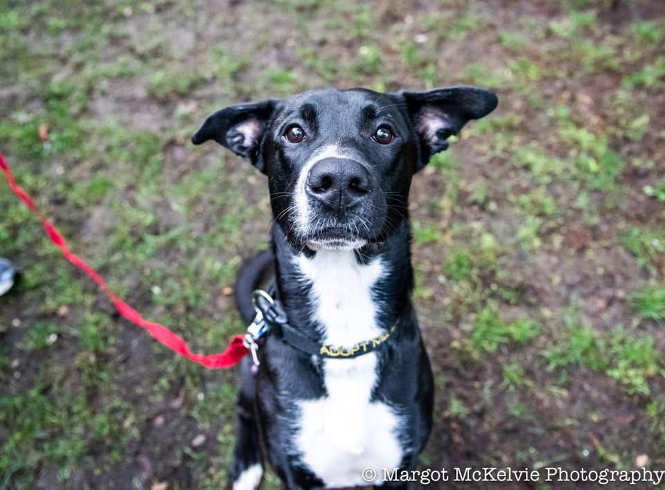 Joe Jackson, a Adoptable mixed breed in Bothell, WA image 1/3