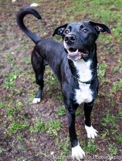 Joe Jackson, Adoptable, Adult Male Great Dane & German Shepherd Dog.