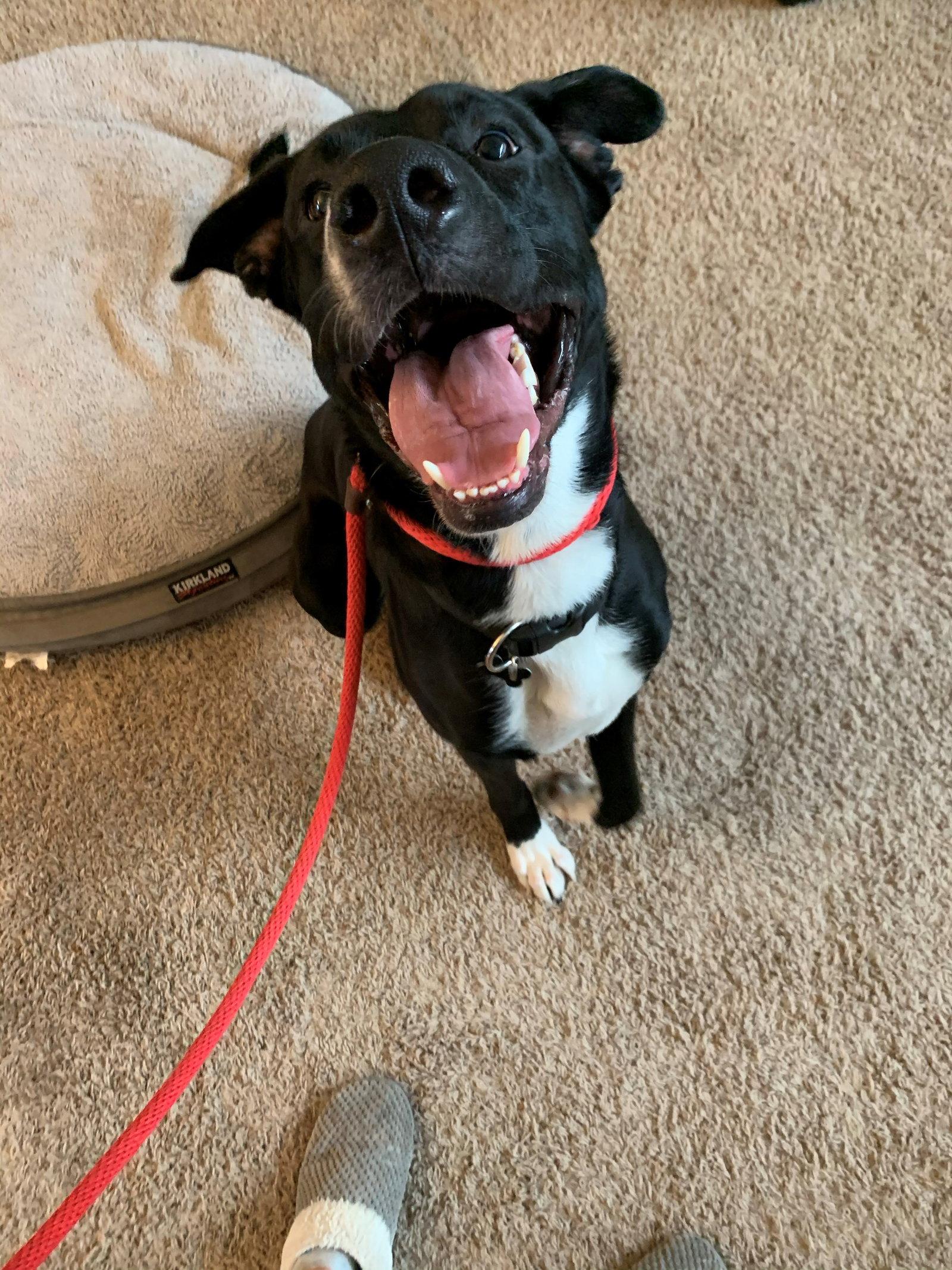 Joe Jackson, a Adoptable mixed breed in Bothell, WA image 2/3