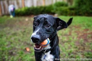 Enlarge Joe Jackson, a Adoptable mixed breed in Bothell, WA image 2/3