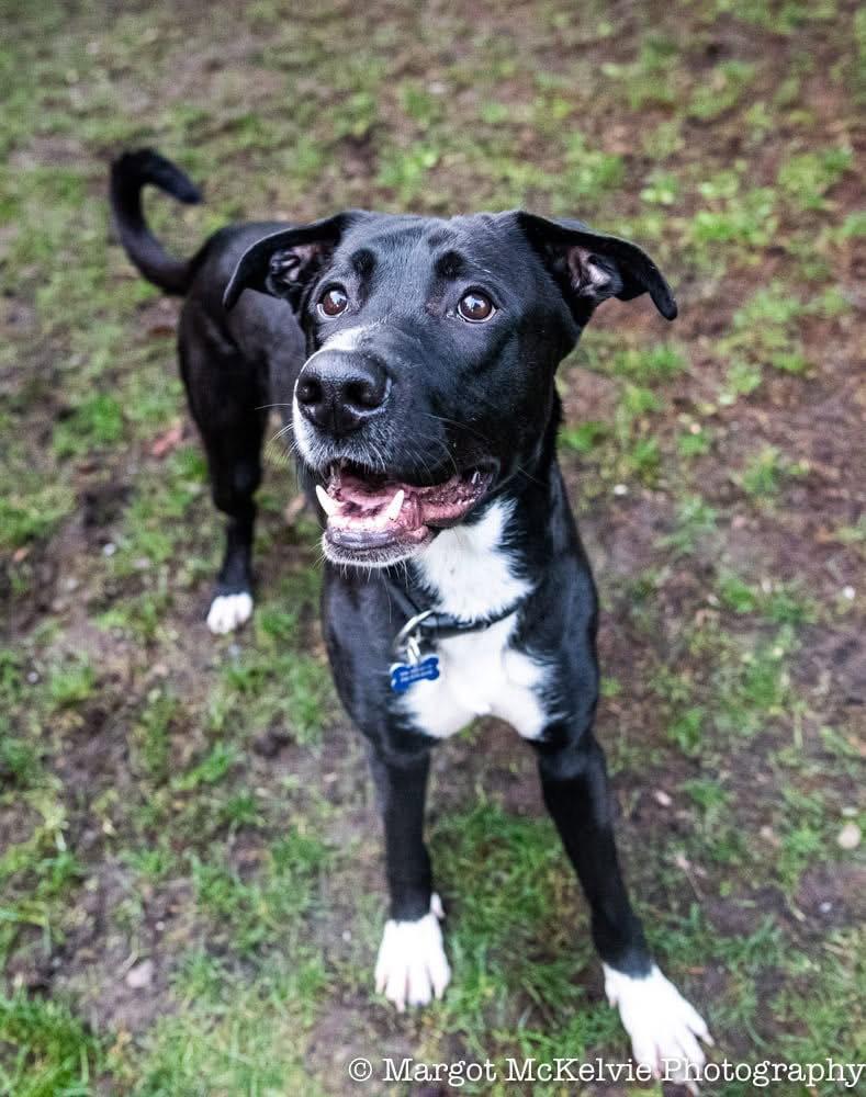 Joe Jackson, a Adoptable mixed breed in Bothell, WA image 3/3