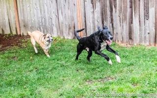 Enlarge Joe Jackson, a Adoptable mixed breed in Bothell, WA image 3/3
