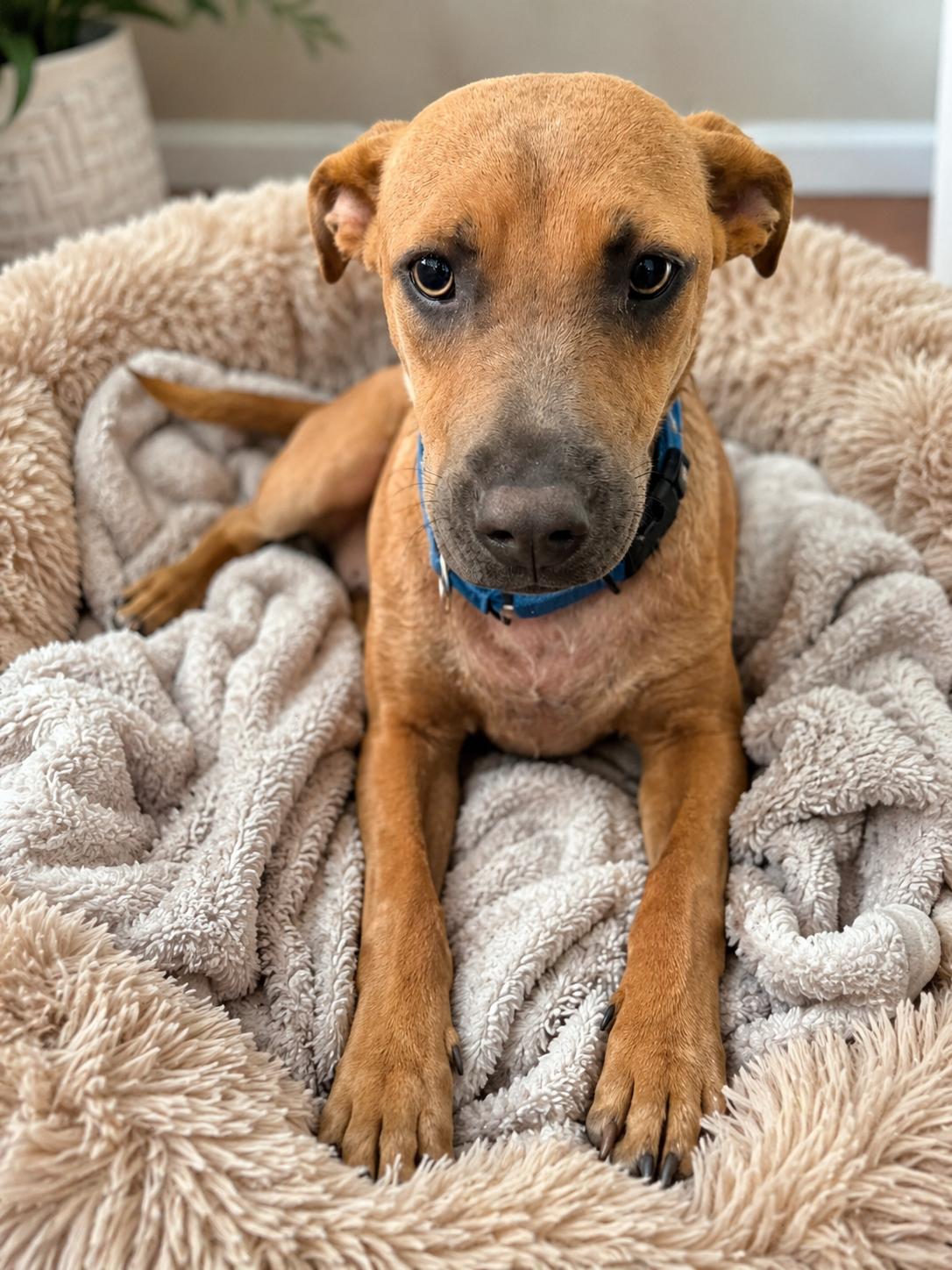 Sandy, Adoptable, Puppy Female Australian Cattle Dog / Blue Heeler & Labrador Retriever.