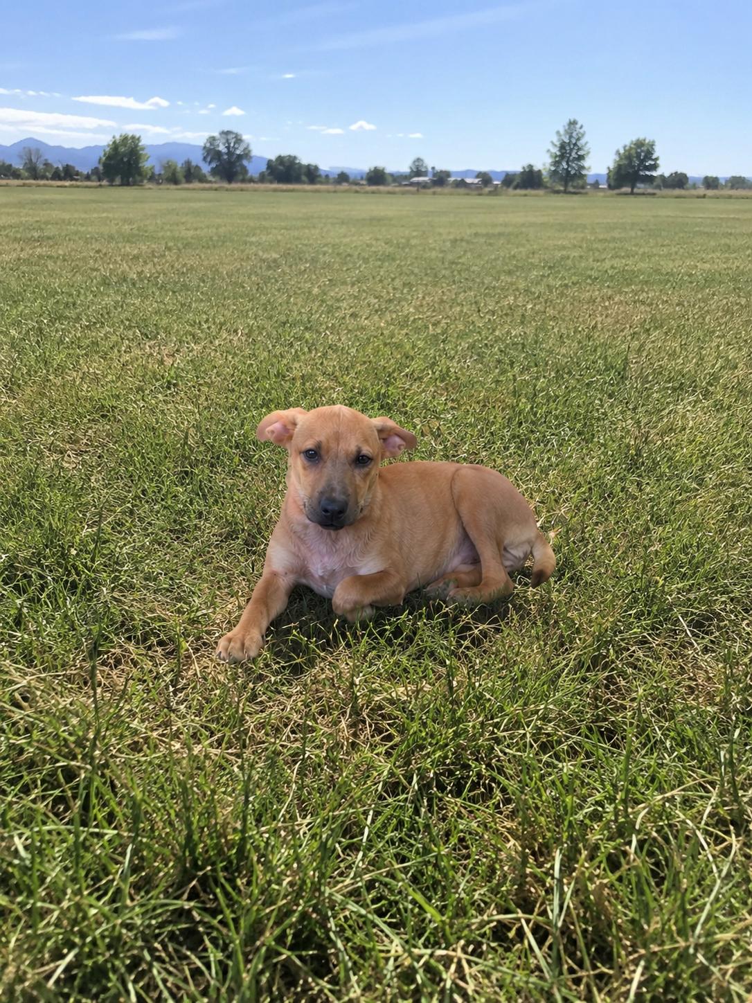 Enlarge Sandy, a Adoptable mixed breed in Midway, UT image 3/3