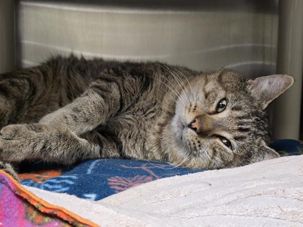 The Great Gonzales, Adoptable, Adult Male Domestic Short Hair.