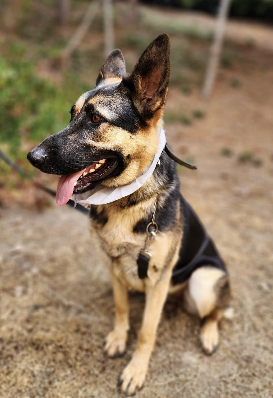 Enlarge River, a Adoptable German Shepherd Dog in Newport Beach, CA image 5/5