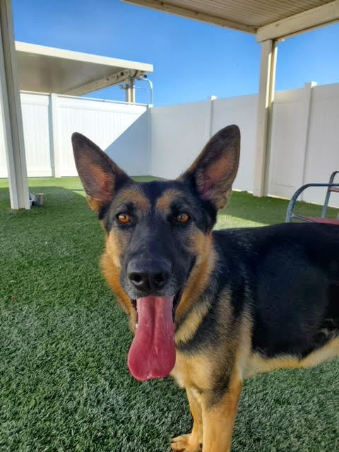 Enlarge River, a Adoptable German Shepherd Dog in Newport Beach, CA image 1/5