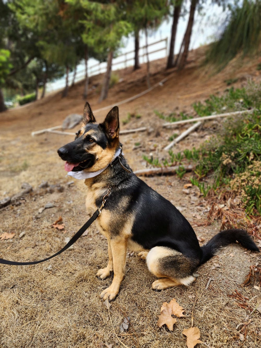 Enlarge River, a Adoptable German Shepherd Dog in Newport Beach, CA image 4/5