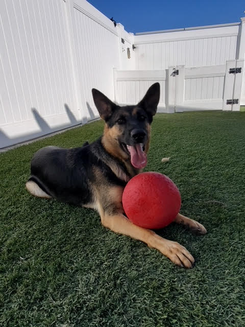 Enlarge River, a Adoptable German Shepherd Dog in Newport Beach, CA image 3/5