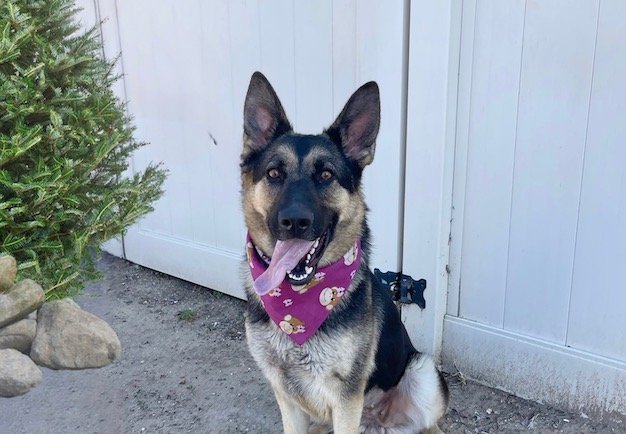 Enlarge River, a Adoptable German Shepherd Dog in Newport Beach, CA image 2/5