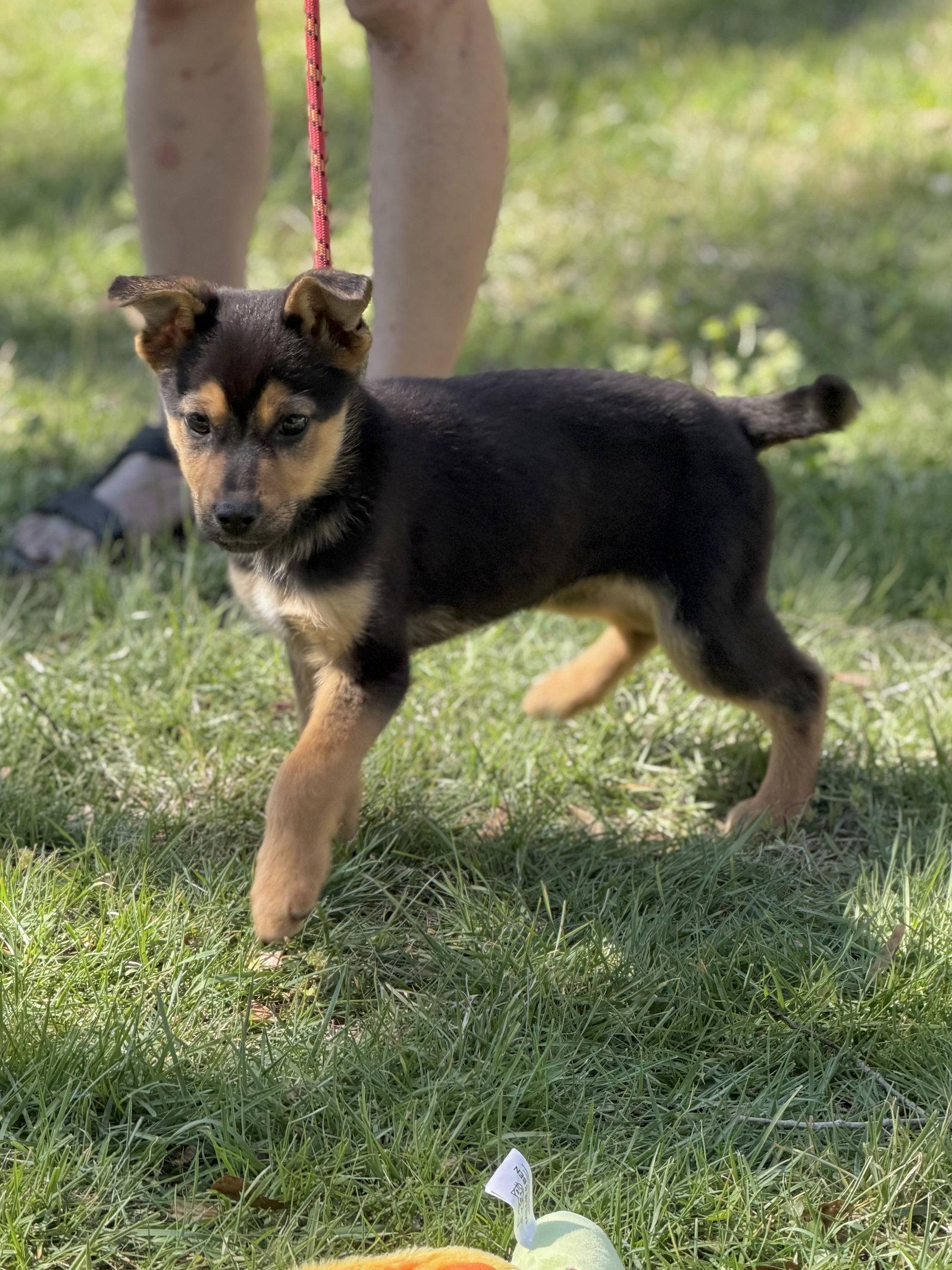 Enlarge EMERALD, an adopted Shepherd in NEWTOWN, PA image 1/3