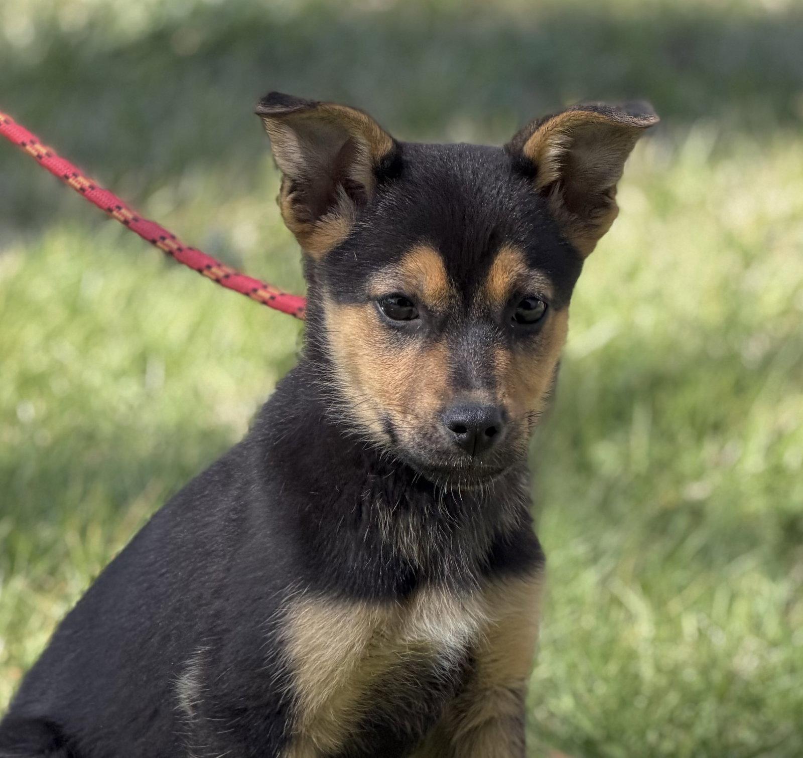Enlarge EMERALD, an adopted Shepherd in NEWTOWN, PA image 3/3