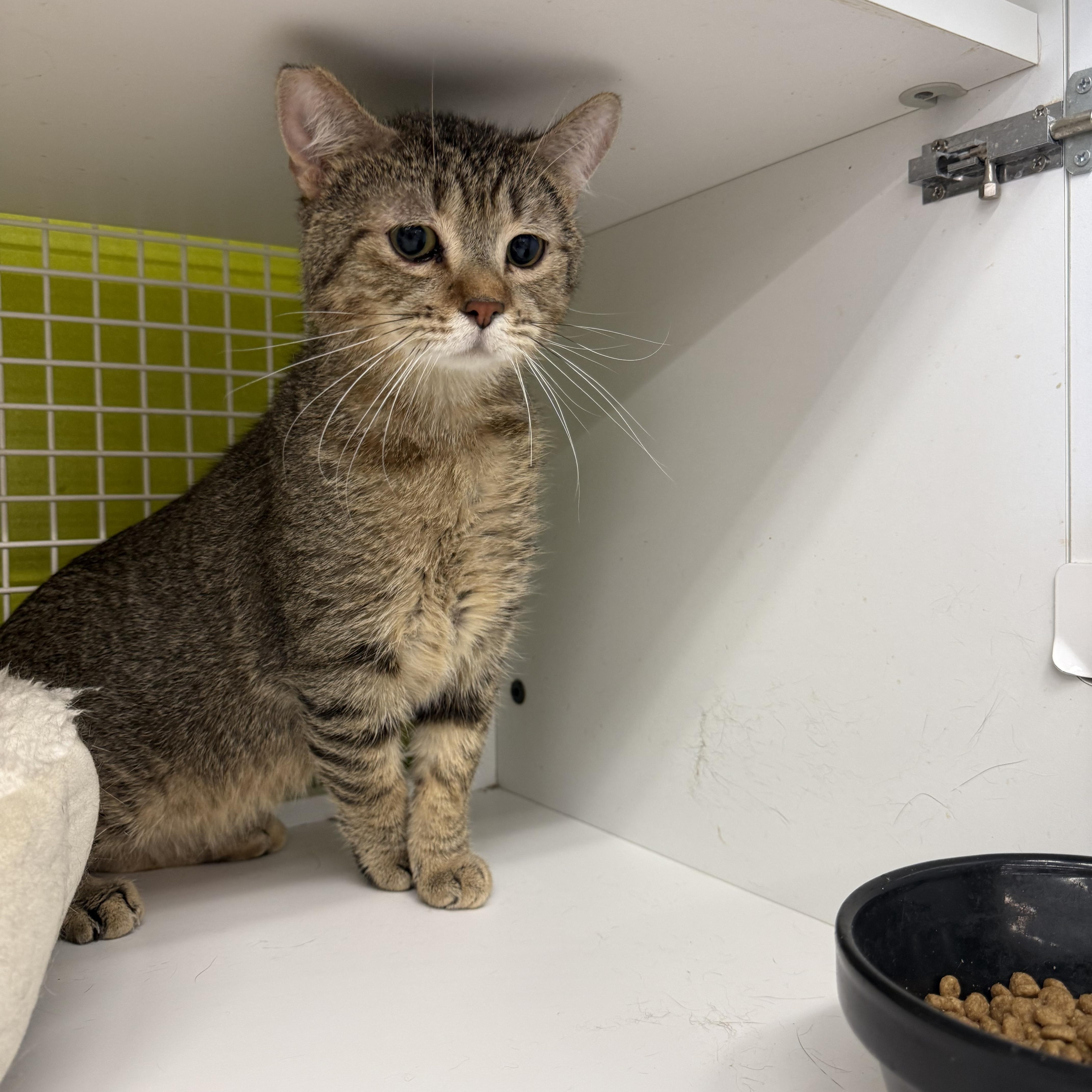 Enlarge Reckless Backup! , an adopted Tabby in Las Vegas, NV image 1/2