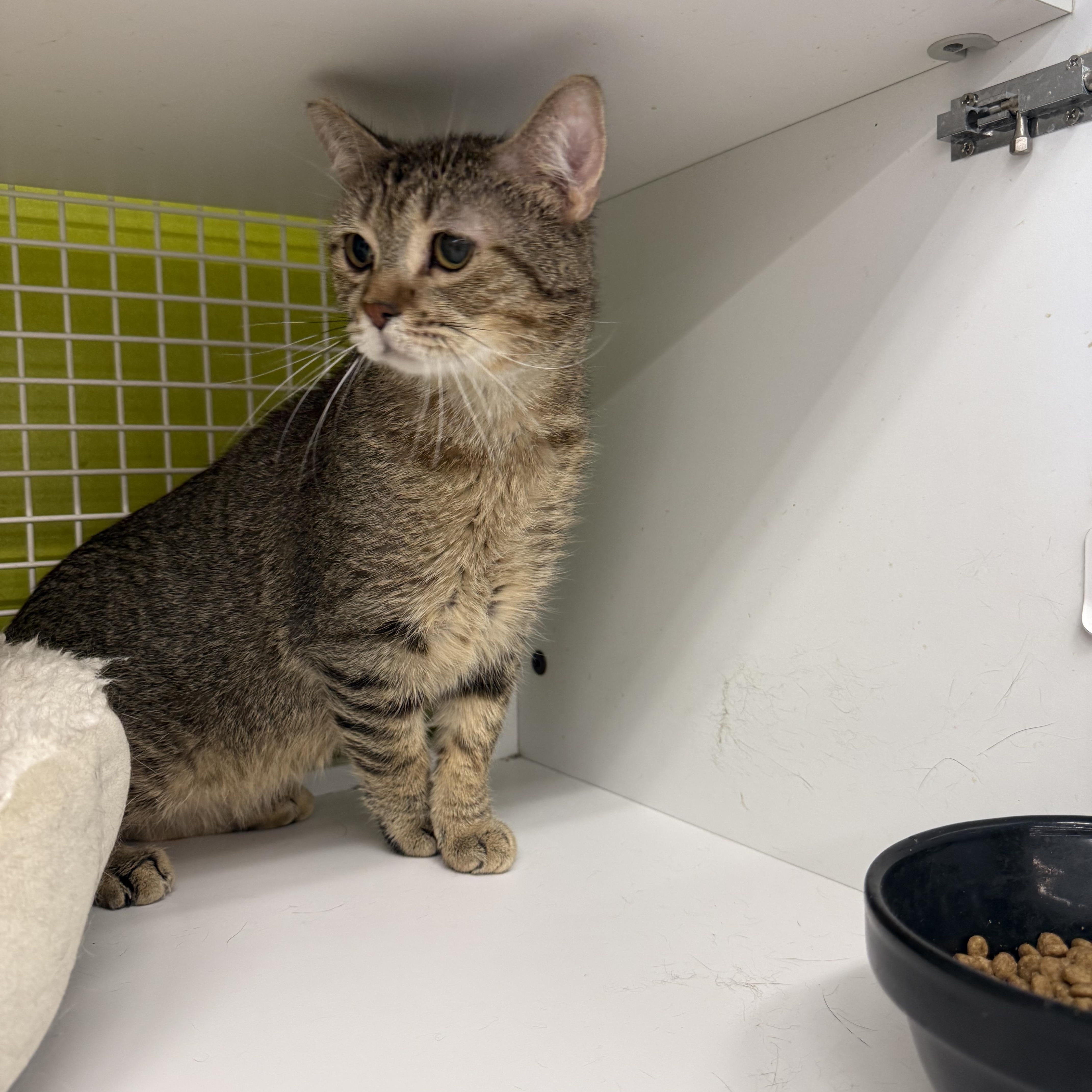 Enlarge Reckless Backup! , an adopted Tabby in Las Vegas, NV image 2/2