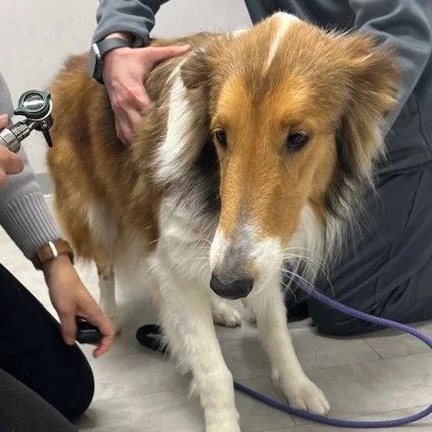 Daisy adoption pending, Adoptable, Young Female Collie.