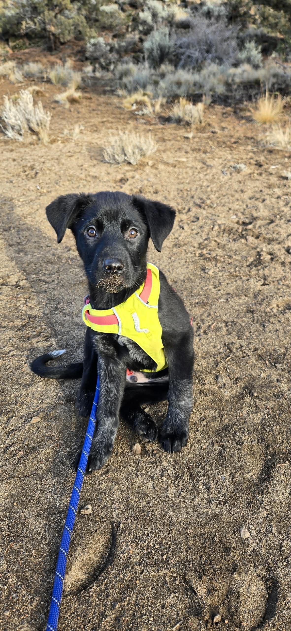 Enlarge Sheldon, a ADOPTABLE mixed breed in Bend, OR image 4/4