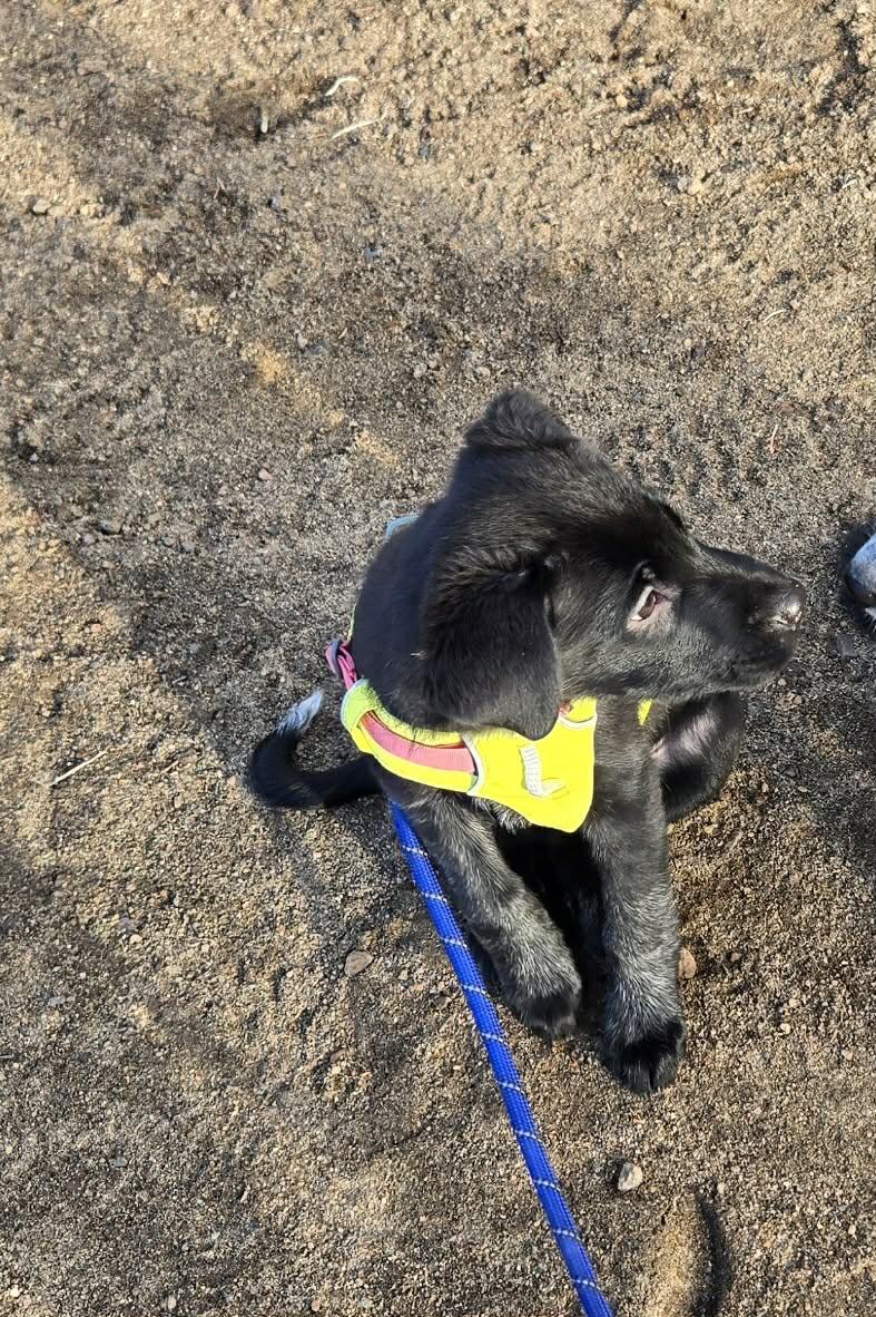 Enlarge Sheldon, a ADOPTABLE mixed breed in Bend, OR image 2/4