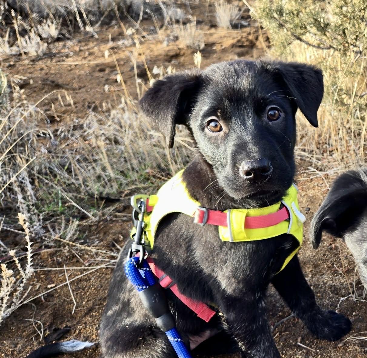 Sheldon, ADOPTABLE, Puppy Male Border Collie.