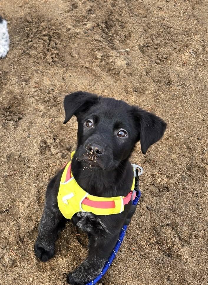 Enlarge Sheldon, a ADOPTABLE mixed breed in Bend, OR image 3/4