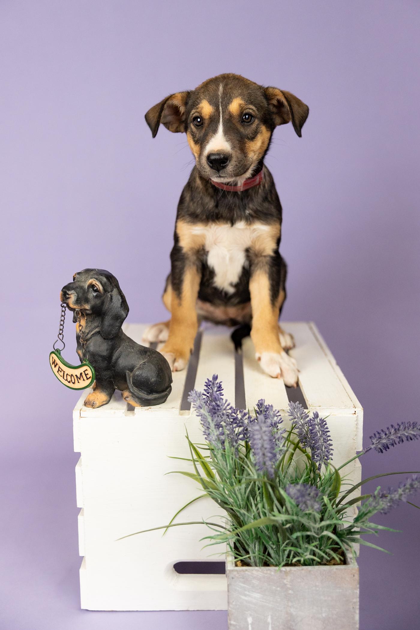 384-26, adopted, Puppy Female Shepherd.