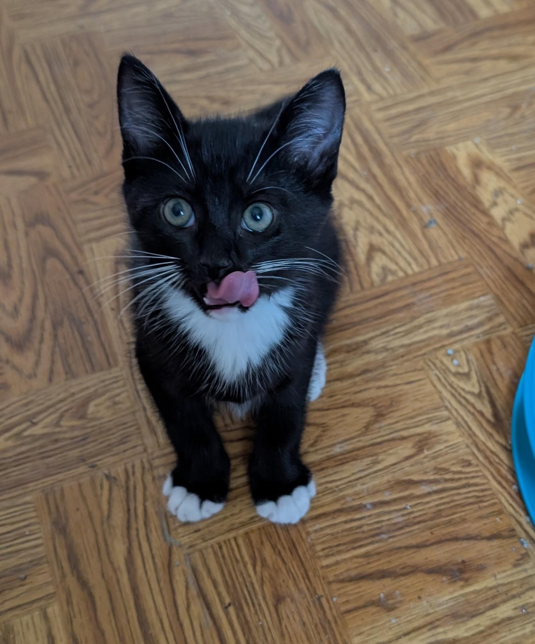 RUNE, ADOPTABLE, Kitten Male Domestic Short Hair & Tuxedo.