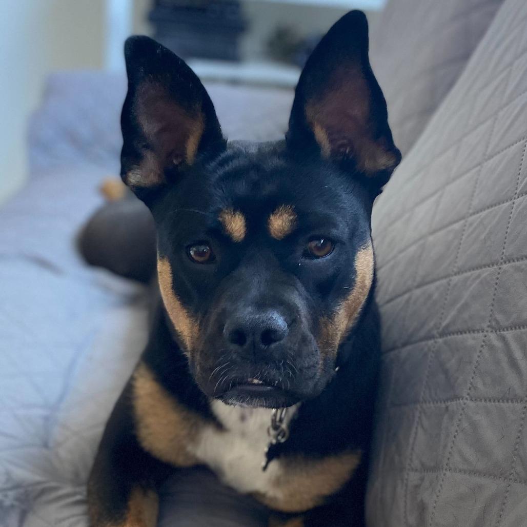 Melly, Adoptable, Young Female French Bulldog & Mixed Breed.