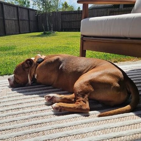 Guppy Delivers Giggles