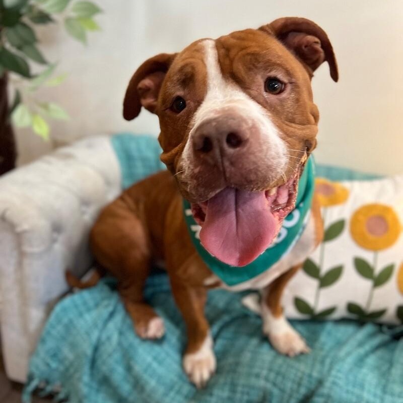 Guppy Delivers Giggles — thumbnail 2