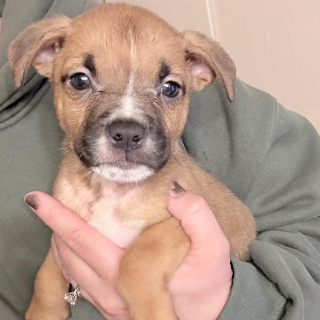 Jack, Adoptable, Puppy Male Boxer.