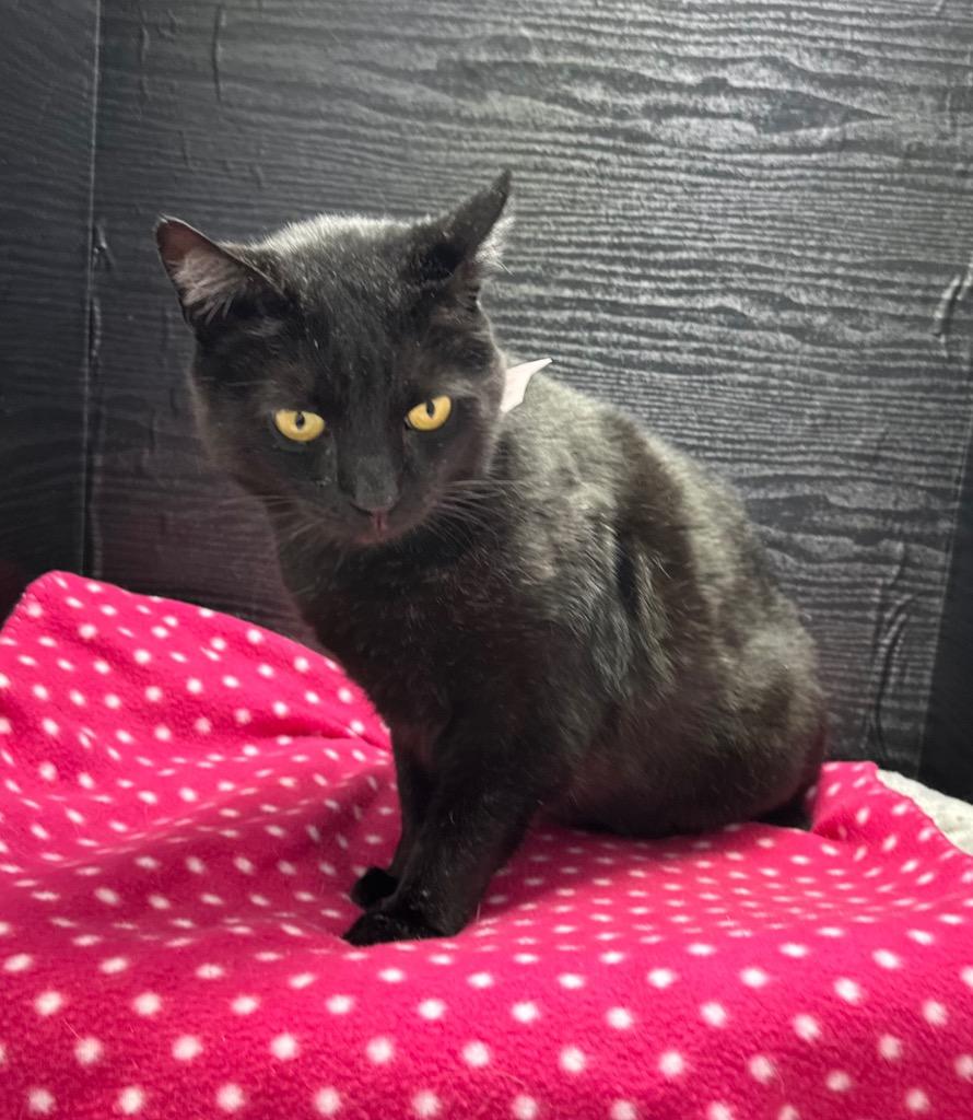 Enlarge Pete The Cat, a Adoptable mixed breed in Washington Court House, OH image 1/1