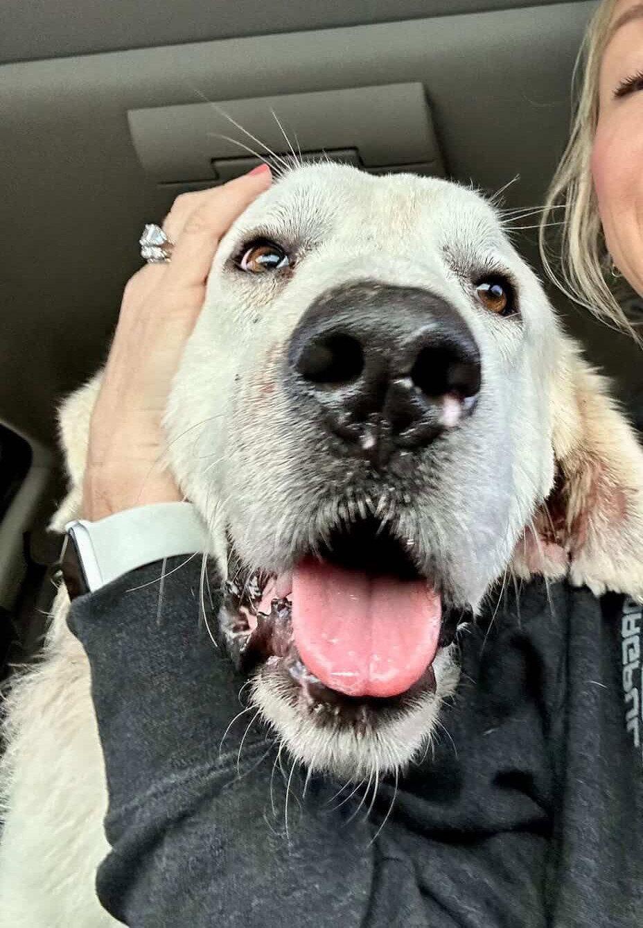 Benjamin, Adopted, Adult Male Great Pyrenees.