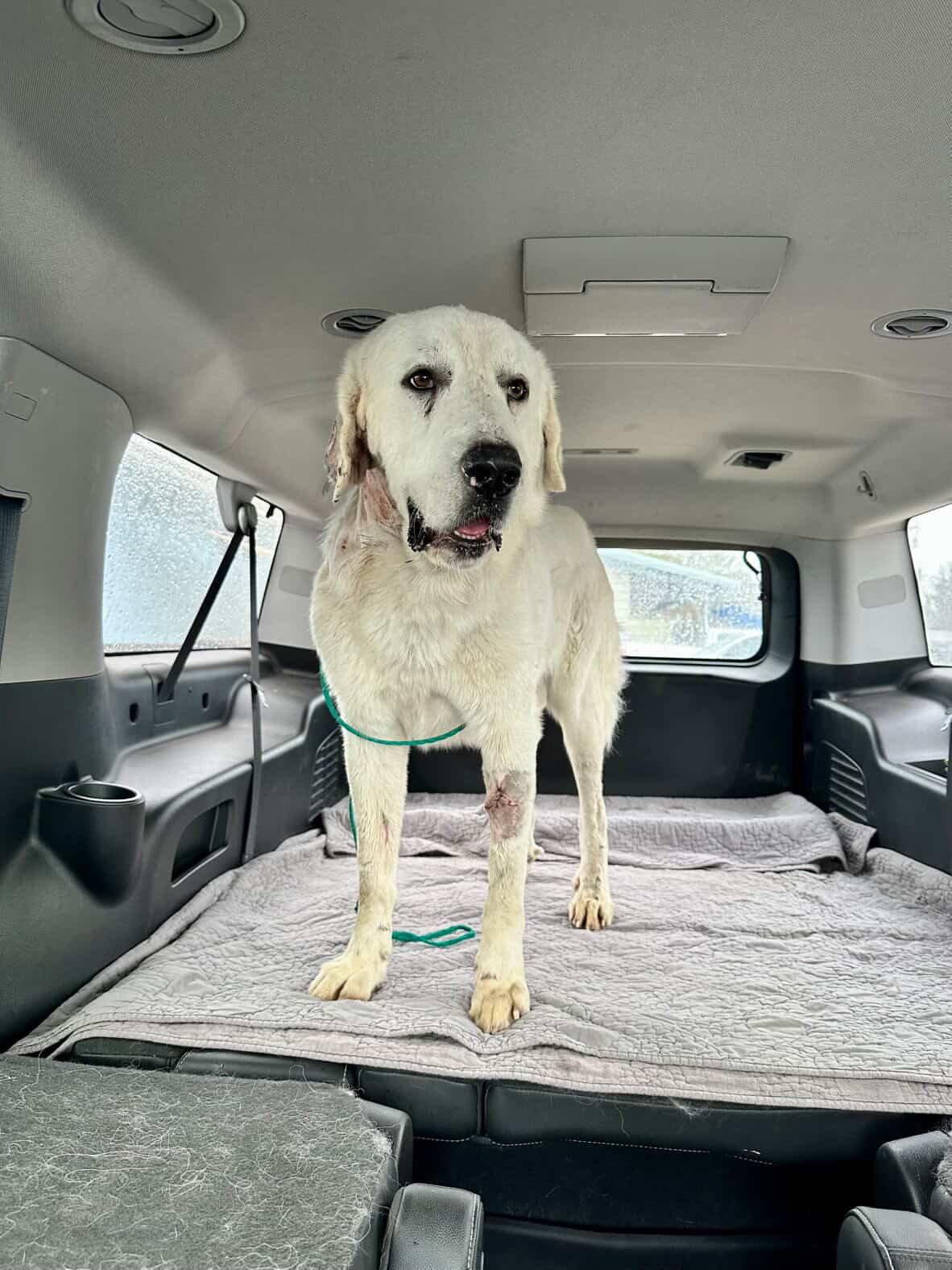 Enlarge Benjamin, a Adopted Great Pyrenees in Bend, OR image 2/2