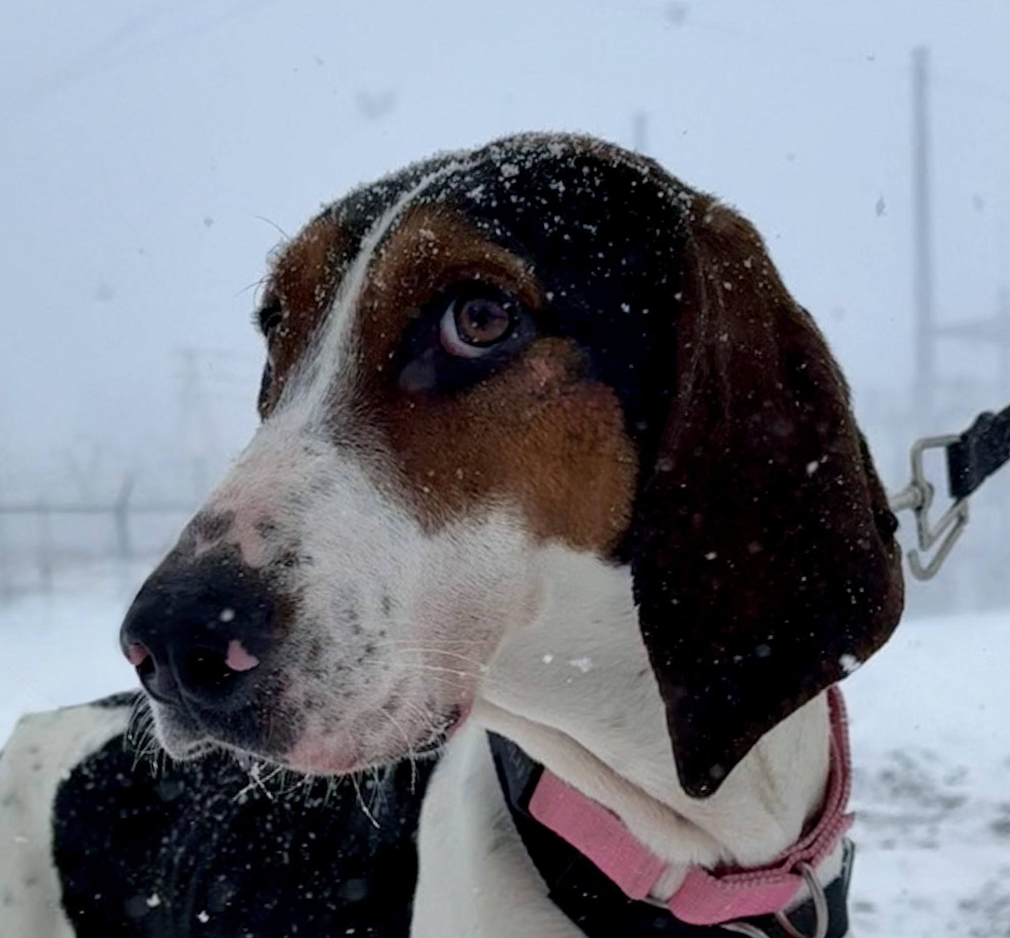 Enlarge Minni Mae, an adopted Treeing Walker Coonhound in Ashland, OH image 1/2