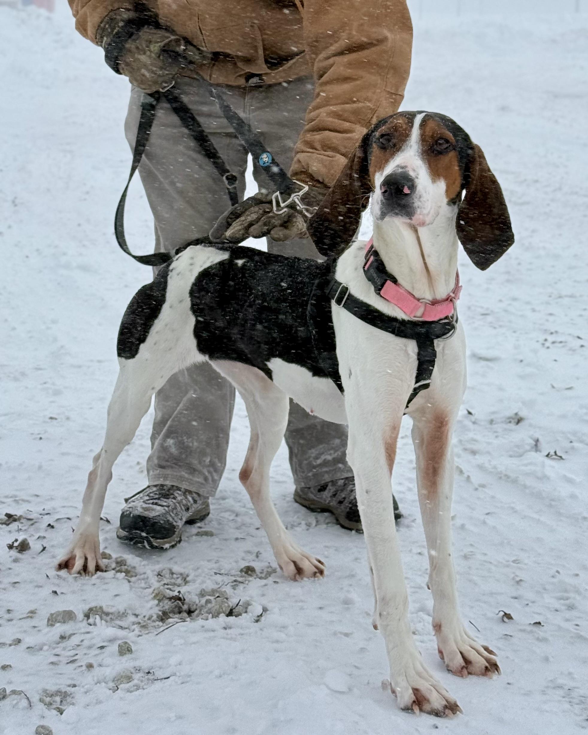 Enlarge Minni Mae, an adopted Treeing Walker Coonhound in Ashland, OH image 2/2