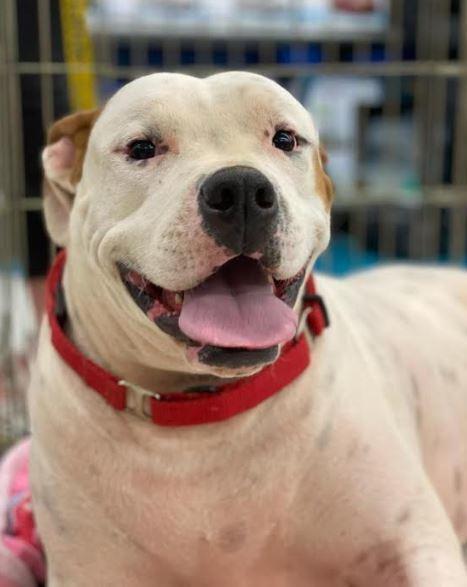 Enlarge Cedric, a Adoptable mixed breed in Douglasville, GA image 2/2