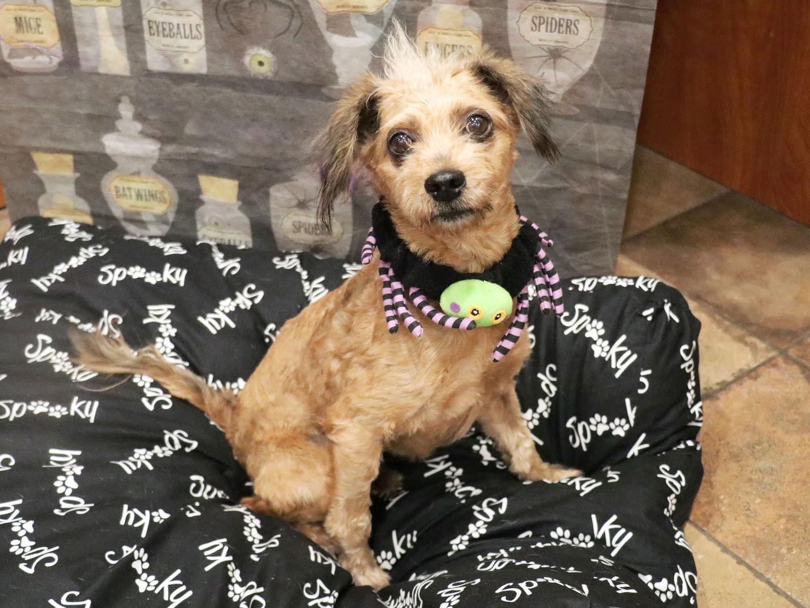 Enlarge Ryker, a Adoptable Terrier in Apple Valley, CA image 1/1