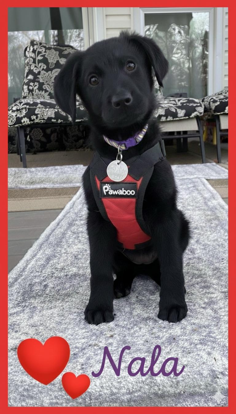 Nala, Adoptable, Puppy Female Labradoodle & German Shepherd Dog.