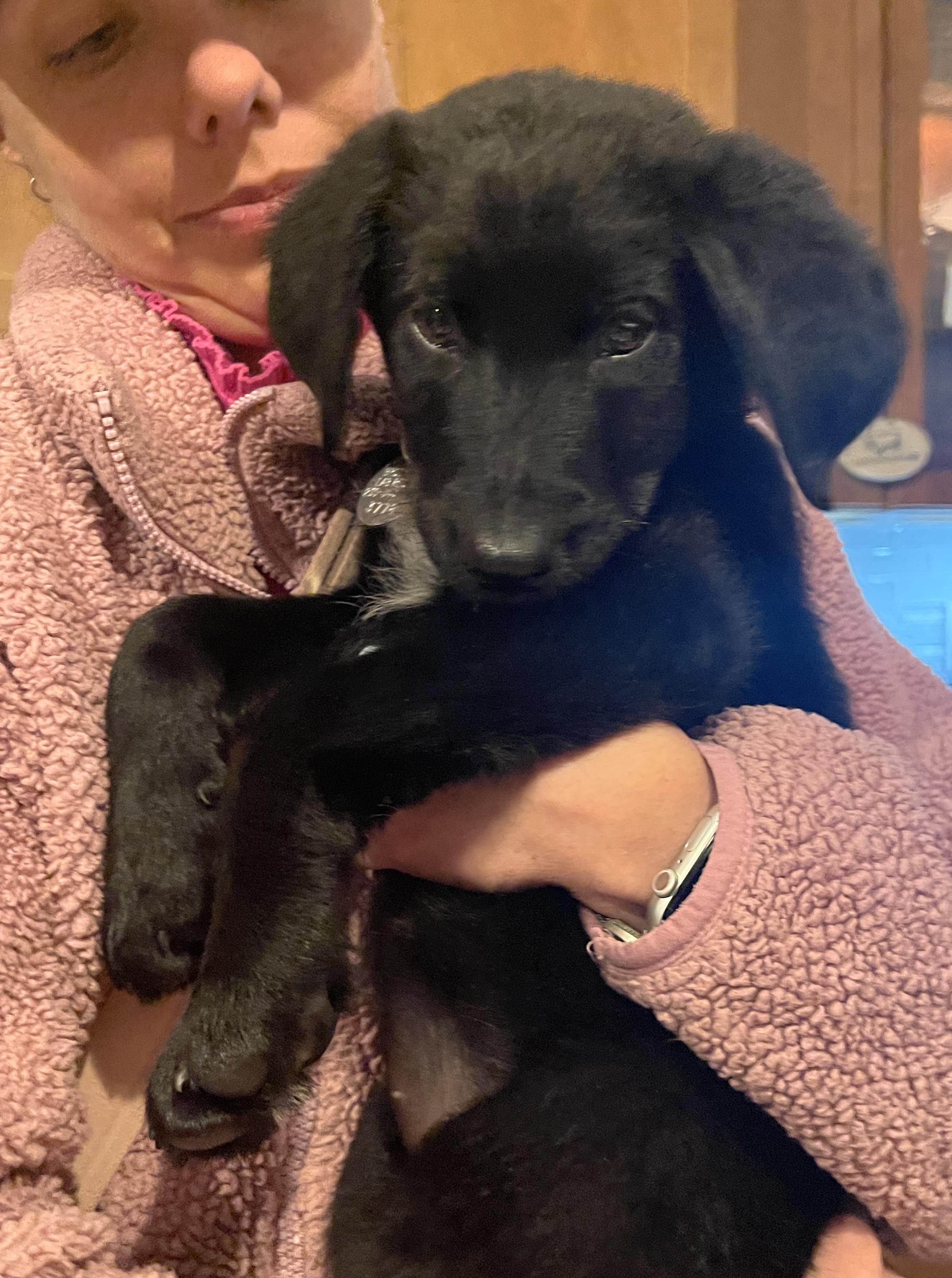 Enlarge Nala, a Adoptable mixed breed in Warrington, PA image 4/6