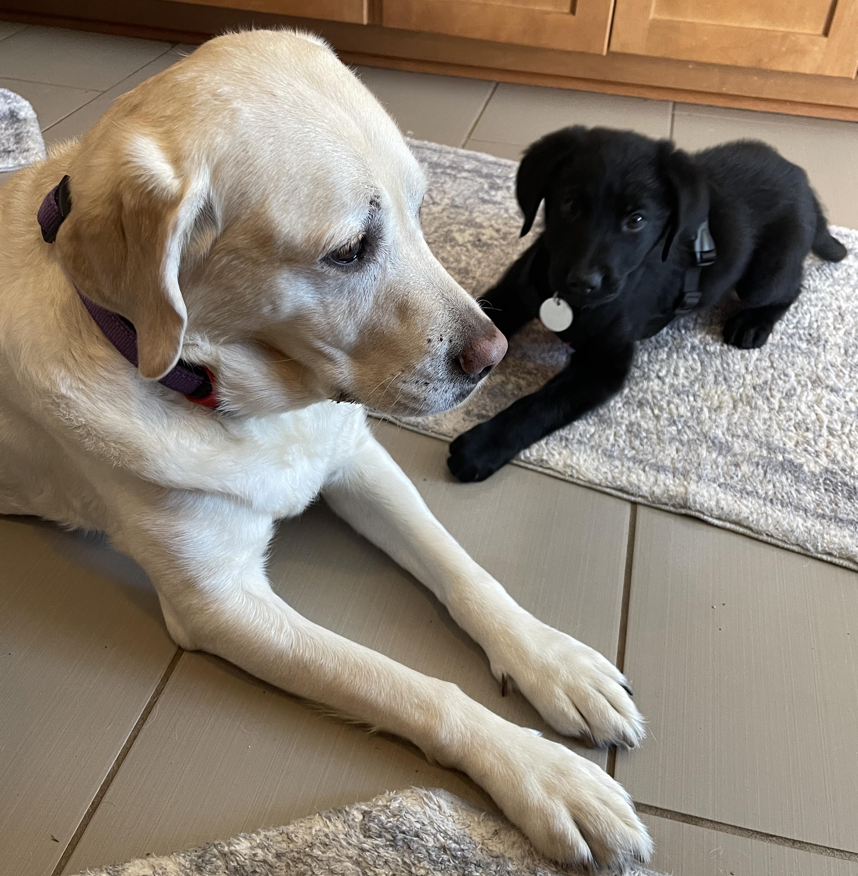 Enlarge Nala, a Adoptable mixed breed in Warrington, PA image 6/6