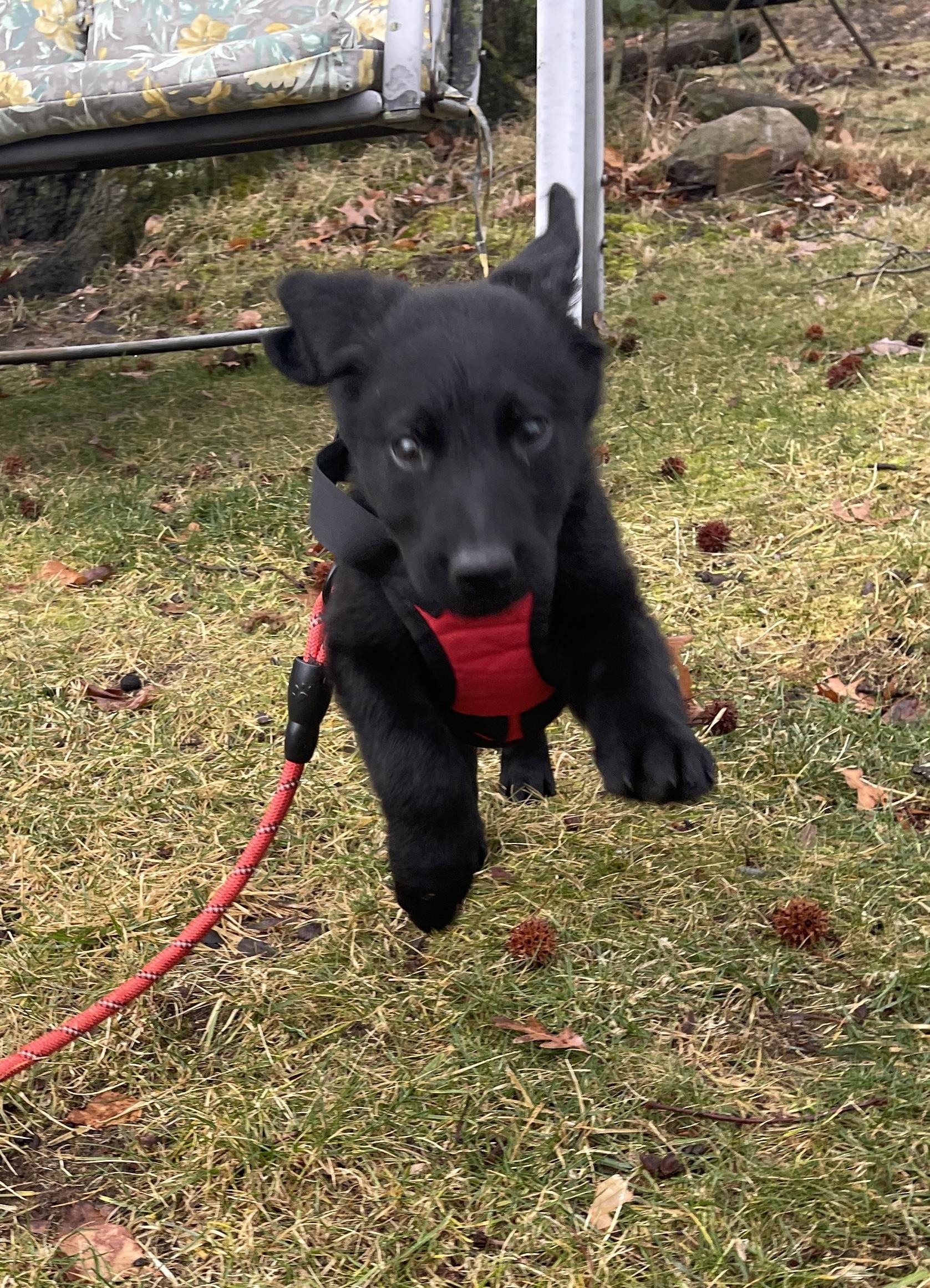 Enlarge Nala, a Adoptable mixed breed in Warrington, PA image 3/6