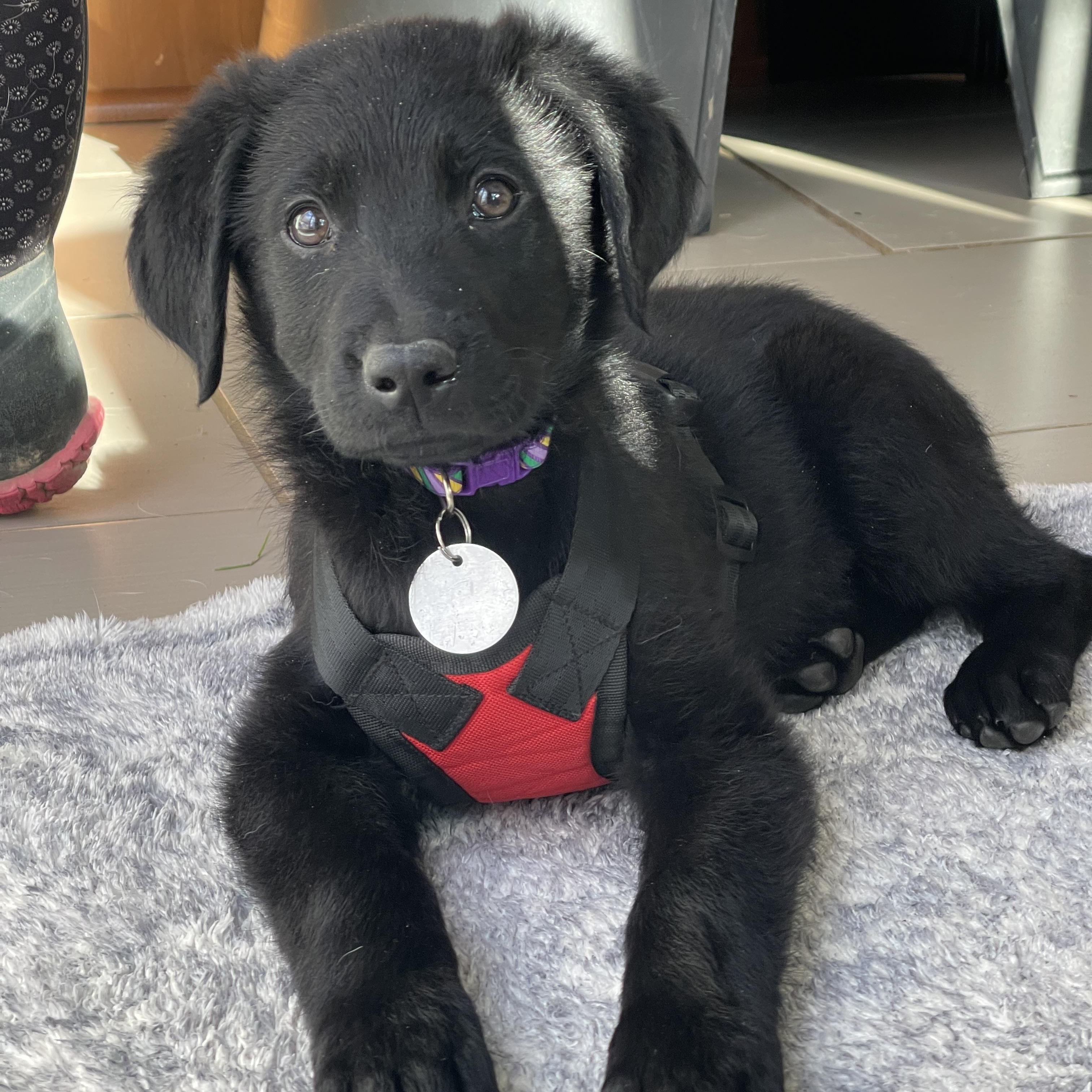 Enlarge Nala, a Adoptable mixed breed in Warrington, PA image 2/6