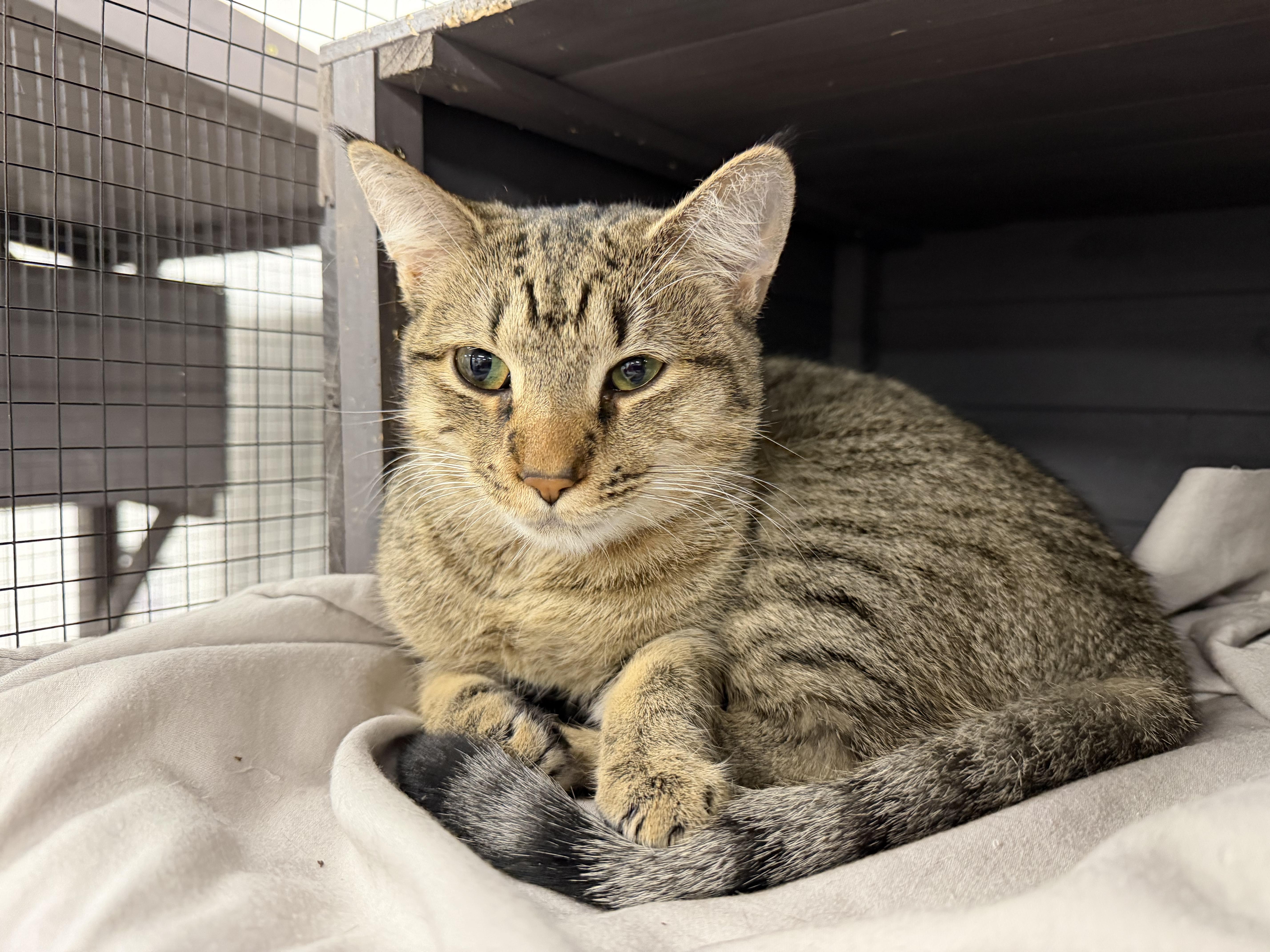 Daisy, a Adoptable Domestic Short Hair in Thurmont, MD image 2/6