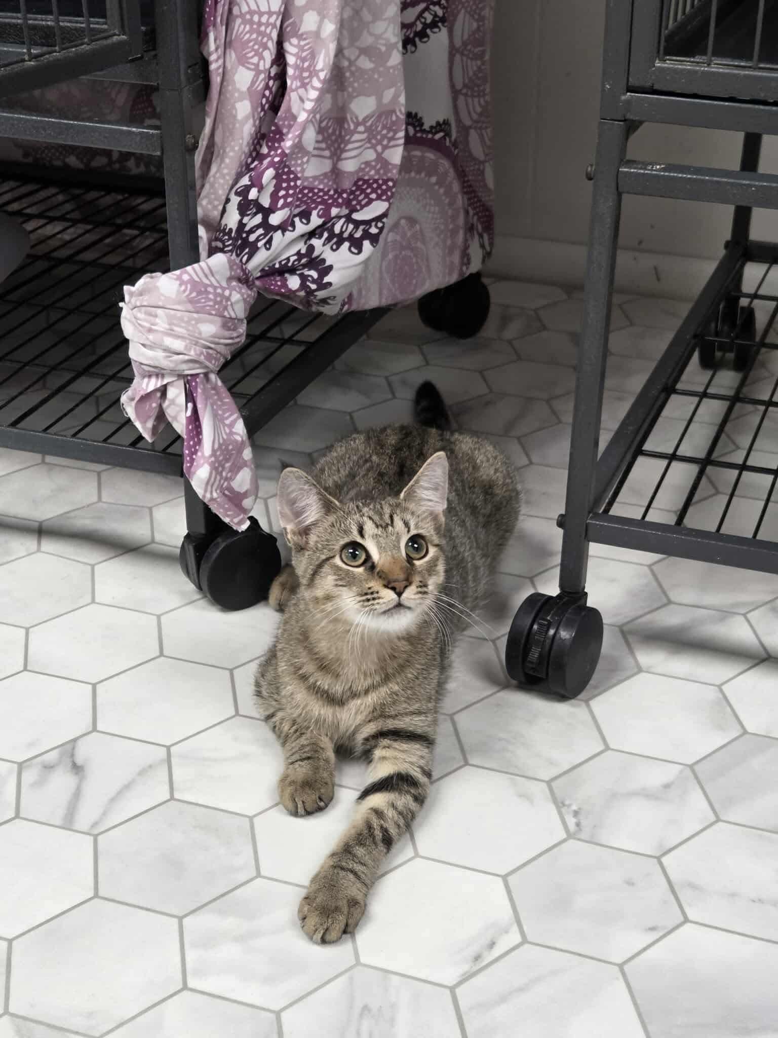 Daisy, a Adoptable Domestic Short Hair in Thurmont, MD image 4/6